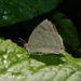 Pale Himalayan Oakblue - Photo (c) 112602805110920073392, some rights reserved (CC BY-NC-SA), uploaded by 112602805110920073392