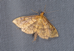 Anania verbascalis