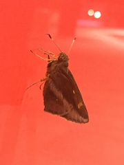 Talides sergestus