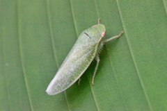 Hamana