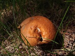 Leccinum discolor