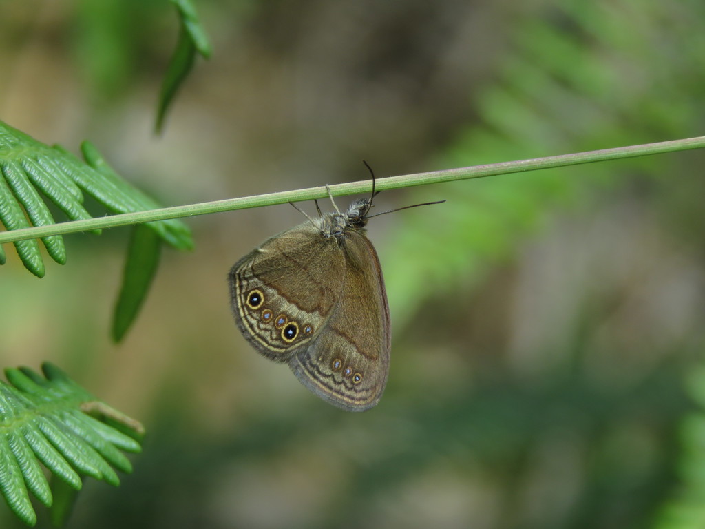 Pharneuptychia innocentia