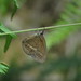 Pharneuptychia innocentia - Photo (c) Lepidoptera Colombiana 🇨🇴, algunos derechos reservados (CC BY-NC), subido por Lepidoptera Colombiana 🇨🇴