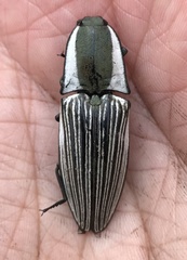 Chalcolepidius limbatus