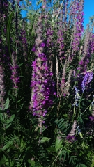 Lythrum salicaria