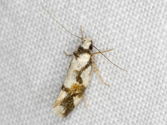 Machetis aphrobola