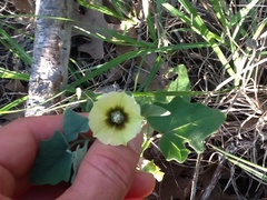 Physalis virginiana texana