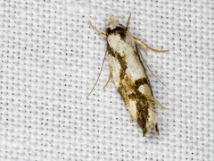 Machetis aphrobola