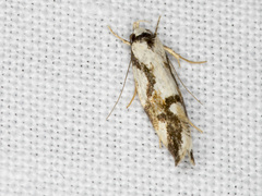 Machetis aphrobola