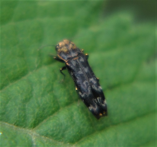 Agrilus sallei · iNaturalist