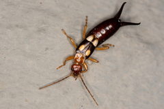 Forficula smyrnensis