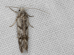 Lichenaula onychotypa