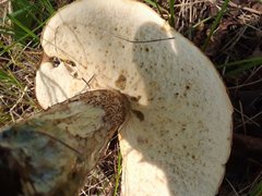 Leccinum discolor