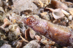 Whitenose Pipefish photo 3