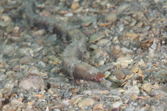 Whitenose Pipefish photo 2