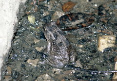 Sclerophrys regularis