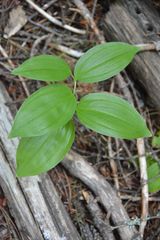 Streptopus streptopoides