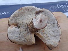 Leccinum discolor