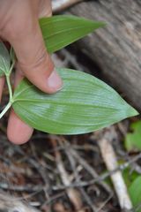 Streptopus streptopoides
