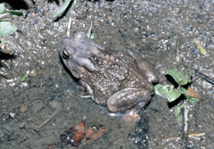 Sclerophrys regularis