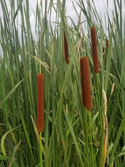 Typha × glauca