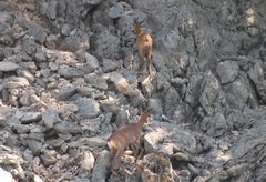 Rupicapra pyrenaica parva