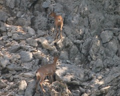 Rupicapra pyrenaica parva