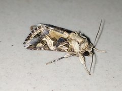 Spodoptera litura
