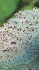 Puccinia angelicae