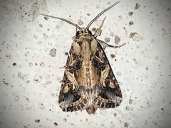 Spodoptera litura
