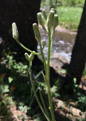 Crepis occidentalis