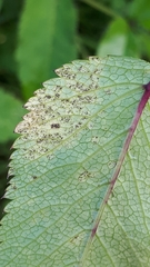 Puccinia angelicae