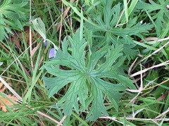 Geranium pratense