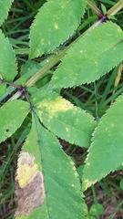Puccinia angelicae
