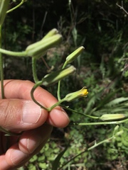 Crepis occidentalis