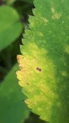 Puccinia angelicae