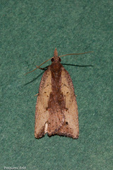 Planotortrix notophaea