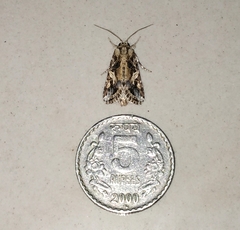 Spodoptera litura
