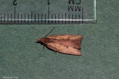 Planotortrix notophaea