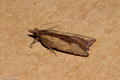 Planotortrix notophaea