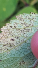 Puccinia angelicae