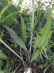 Crepis occidentalis