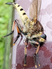Promachus rufipes