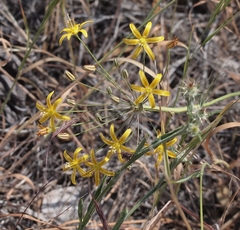 Bloomeria crocea aurea