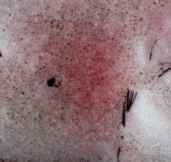 Chlamydomonas nivalis