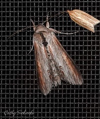 Cucullia convexipennis