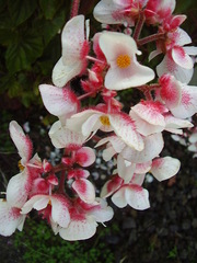 Begonia scharffii