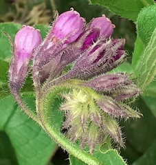 Symphytum officinale