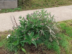 Symphytum officinale