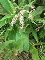 Symphytum officinale